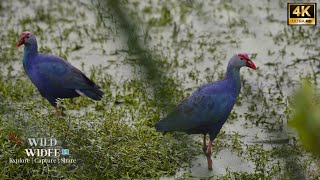 10 common birds in India Purple Swamphen Birds Wetlands Birds Photography [upl. by Acalia313]