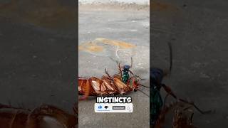 The Emerald Cockroach Wasp Natures MindController shorts animalfacts sciencefacts shortsviral [upl. by Macomber87]