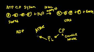 ATPCP System for Exercise Physiology [upl. by Milda]