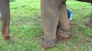 Khum Min the elephant set free see the chains removed [upl. by Enehpets]