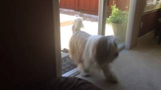 Bearded Collie Dog  I made my own Doggie Door [upl. by Nomyar]