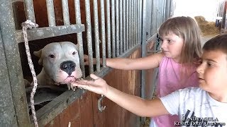 Dogo Argentino with Children  FALKOR dei Diavoli della Mandragula [upl. by Whit]