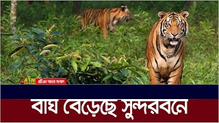 ক্যামেরা ট্রাপিংয়ের মাধ্যমে সুন্দরবনে বাঘেদের বিচরণ  Bagh  Sundarban  ATN Bangla News [upl. by Nailimixam41]