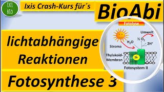 Lichtabhängige Reaktionen  Lichtreaktion Primärreaktionen Fotosynthese erklärt Biologe Oberstufe [upl. by Adanar291]