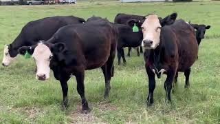 7 AngusHereford Cross First Calf Heifers 07292  Cattle for sale [upl. by Laughlin]