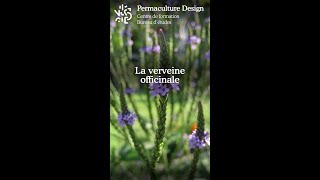 La verveine officinalemp4 [upl. by Iht]