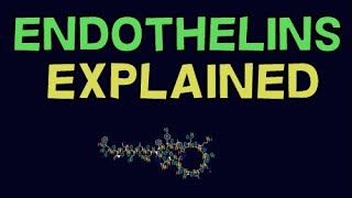 WHAT IS ENDOTHELIN ENDOTHELIN EXPLAINED [upl. by Lettig]