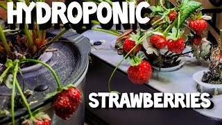 HYDROPONIC STRAWBERRIES AEROGARDEN PART 2 [upl. by Tobin]