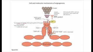 Cancer Ch10 Angiogenesis [upl. by Yoshi]