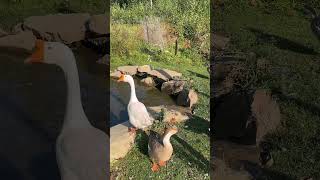 Want a manicured lawn Get some geese smallfarm birds pond farm [upl. by Earal]