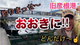 12月3日（日） 琵琶湖・旧彦根港 ブラックバス こんなに釣れてええのん？ほんまにおおきに‼️ [upl. by Sherurd]