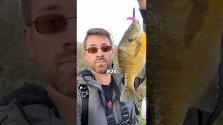 Fishing at the Monee Reservoir in Illinois 🎣 fishing fishinglife fishingvideo fishingtrip [upl. by Ydnih]