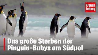 Das große Sterben der PinguinBabys am Südpol  kronetv NEWS [upl. by Ymia]