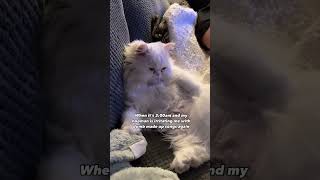 There is always your version of Cat lullaby 😄 cat catsfunnyvideos catshorts catlover [upl. by Dew]