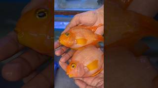 Meri parrot Machli ki growth Hogyi fishpetspetfishaquarium fishtank fishingminivlogpetsvlog [upl. by Diamante]