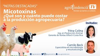 Micotoxinas ¿Qué son y cuánto puede costar a la producción agropecuaria [upl. by Keel]