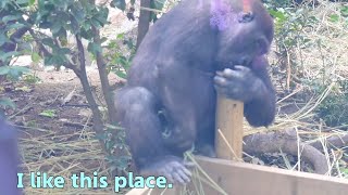 Kintaro the gorilla will not give up his favorite place from Gentaro【Kyoto city zooGorilla Fam】 [upl. by Hekking]