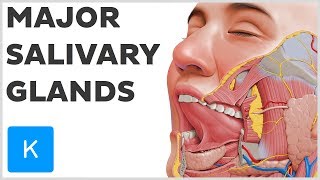 What are the Major Salivary Glands  Human Anatomy  Kenhub [upl. by Nnad]