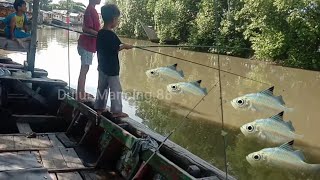 Amazing  daly river fishing 🐠🎣  fishing fish [upl. by Nide657]