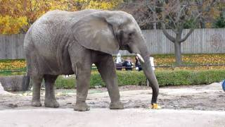 African Bush Elephant [upl. by Atalayah]