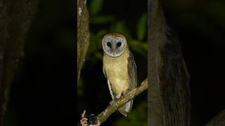 Lechuza Tyto glaucops Lechuza cara ceniza endémica de República Dominicana 🇩🇴 birds [upl. by Leirraj]