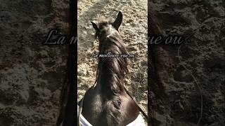 La meilleure vue est à pied plutôt que la monte  viralvideo viralshorts cheval horse [upl. by Greerson241]