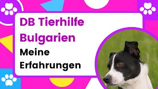 DeutschBulgarische Straßentier  Nothilfe eV Meine Erfahrungen mit dem Tierschutz Verein [upl. by Gayleen]