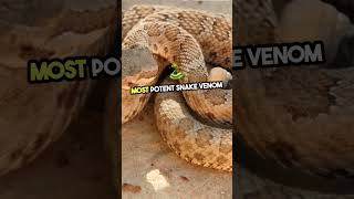 Meet the Inland Taipan Worlds DEADLIEST Snake shortsfeed facts [upl. by Noak]