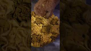 Snuffle mat izzys doodlepuppy toys toypoodle toypoodlelove playtime playmat [upl. by Nnyliram836]