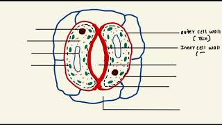 What is Stomata  Structure of Stomata in Easy Way [upl. by Waechter]