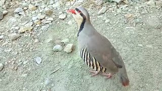 Chakor Partridge Voice  Chakor ki Awaz [upl. by Grete]