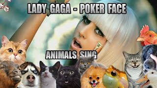 Lady Gaga  Poker Face Animal Cover [upl. by Kelsy]