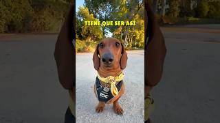 Así NO me levantes 😂💖 perrosalchicha teckel dachshund dog humor subscribe perros viral [upl. by Akiaki364]