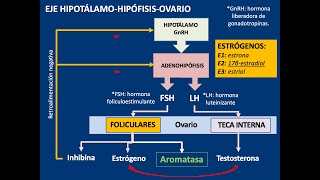 Embriología gametogénesis general espermatogénesis y ovogénesis [upl. by Fablan]