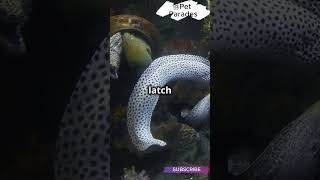 🤯 Did You Know Moray Eels Have TWO Jaws 🦷 How They Hunt with This Weird Trick  facts shorts [upl. by Froehlich]