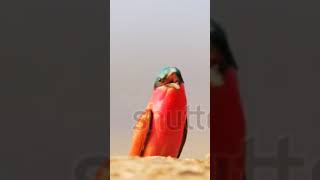 Southern carmine beeeater looks beautiful [upl. by Atisor]