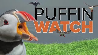 Puffin Watch From a tiny puffball to a feisty puffling Ama continues to grow [upl. by Atiekan576]