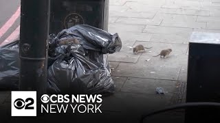 NYC hosts firstever National Urban Rat Summit [upl. by Eiduj]