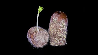 What the Hell is Growing on This Sausage  Timelapse [upl. by Aryas]