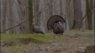 Check out these New York turkey hunts from Avian X TV [upl. by Ellahcim973]