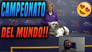 🔴quotIBAIquot CASTEA EL CAMPEONATO DE LOS PERROS MAS HABILES DEL MUNDO🔴2019🐶 [upl. by Adaven478]