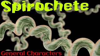 Spirochetes in hindi  Spirochetes microbiology in hindi [upl. by Vergil]