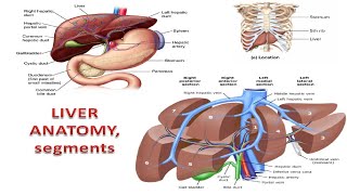 Liver Facts You Wont Believe [upl. by Emyam]