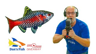 Ep 319 Odessa Barb GIVEAWAY [upl. by Ainimre]