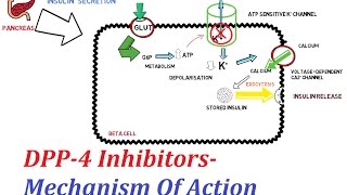 DPP4 Inhibitors  Mechanism Of Action [upl. by Esiled]