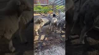 Herdwick gimmers [upl. by Chafee]