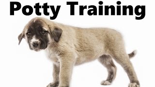 How To Potty Train An Anatolian Shepherd Puppy  Kangal House Training  Anatolian Shepherd Puppies [upl. by Sucramd586]