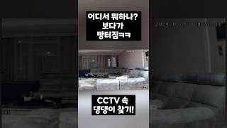 빵터짐cctv 속 꽁이 강아지웃긴영상 cctv [upl. by Oramlub44]