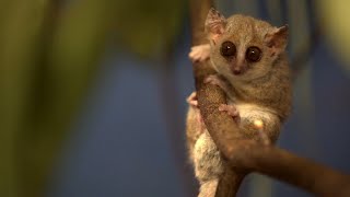 Tiny lemur has super strength [upl. by Pandich]