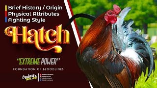 HATCH  USAPANG GAMEFOWL BLOODLINES [upl. by Nitnelav]